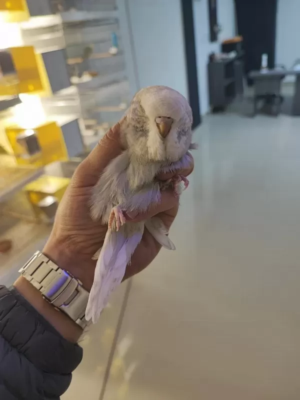 Show Jumbo Muhabbet Kuşları