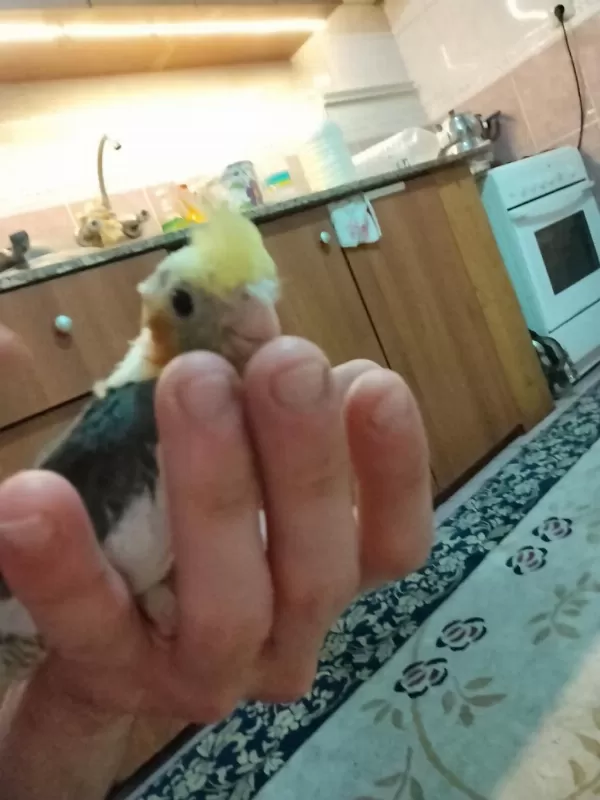 2 Aylık Sultan Papağanı