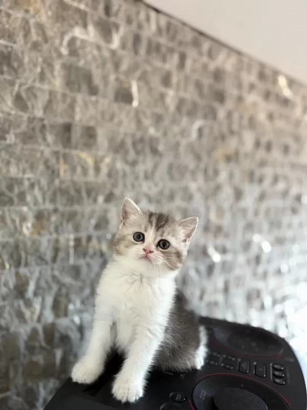 Güzeller Güzeli British Shorthair Yavrularim