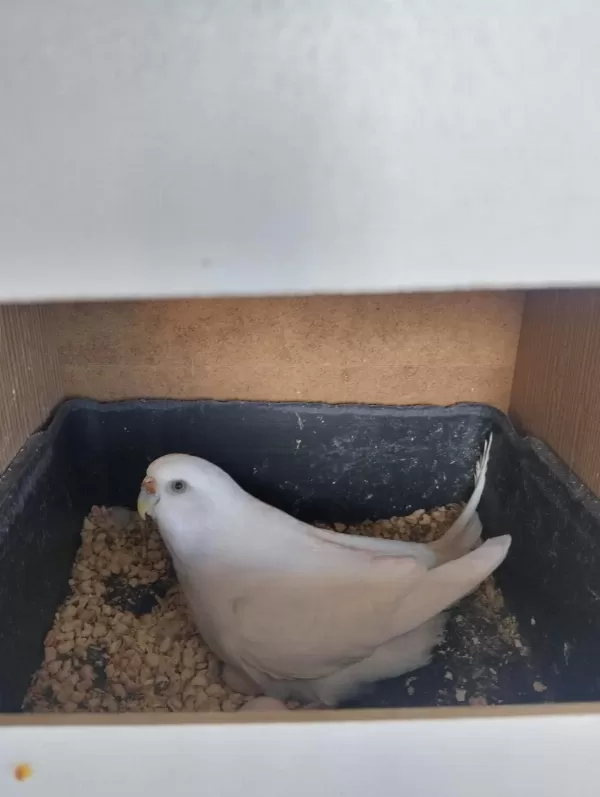 Hazır Eş Eke Albino Takım Muhabbet Kuşu