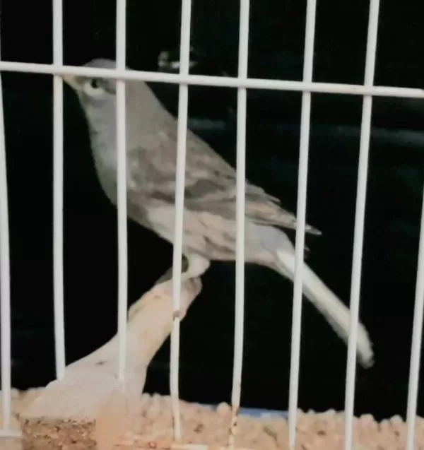 Kanaryalarim Açıklamaları Okuyalım