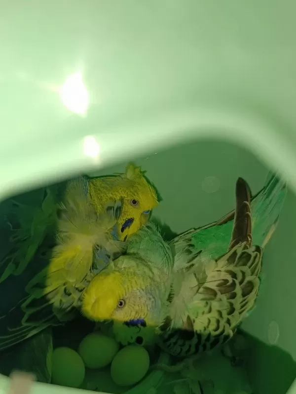 Çift Japones Ve Jumbo Muhabbet Kuşları