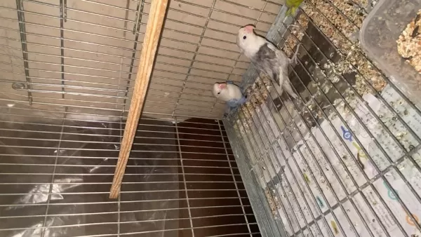 Sultan Ve Cennet Papağanları