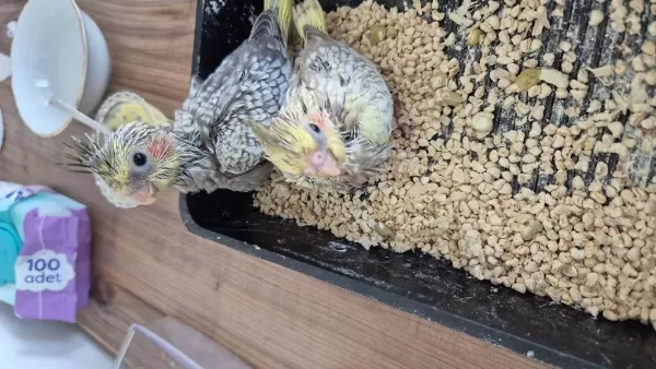 Nutribird A21 İle Elle Beslenen Sağlıklı Sultan Yavrular