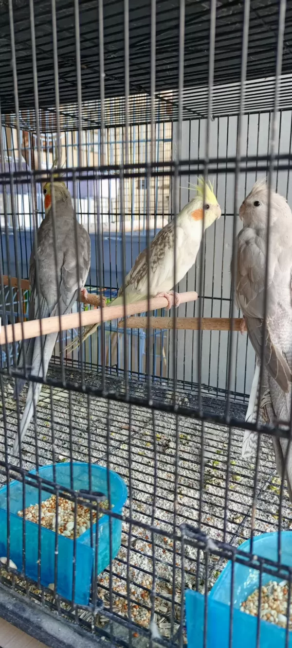 Sultan Papağanı Yeni Eş