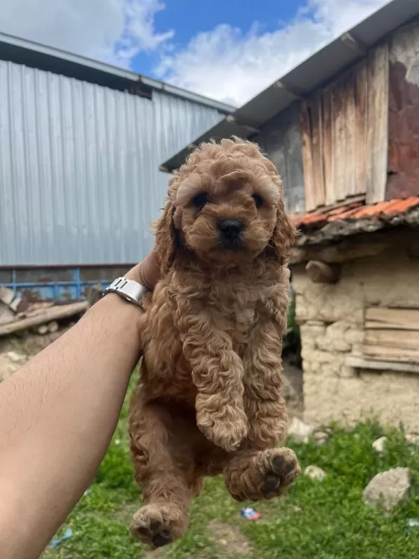 Toy Poodle Yavrular İrk Sağlık Garantili