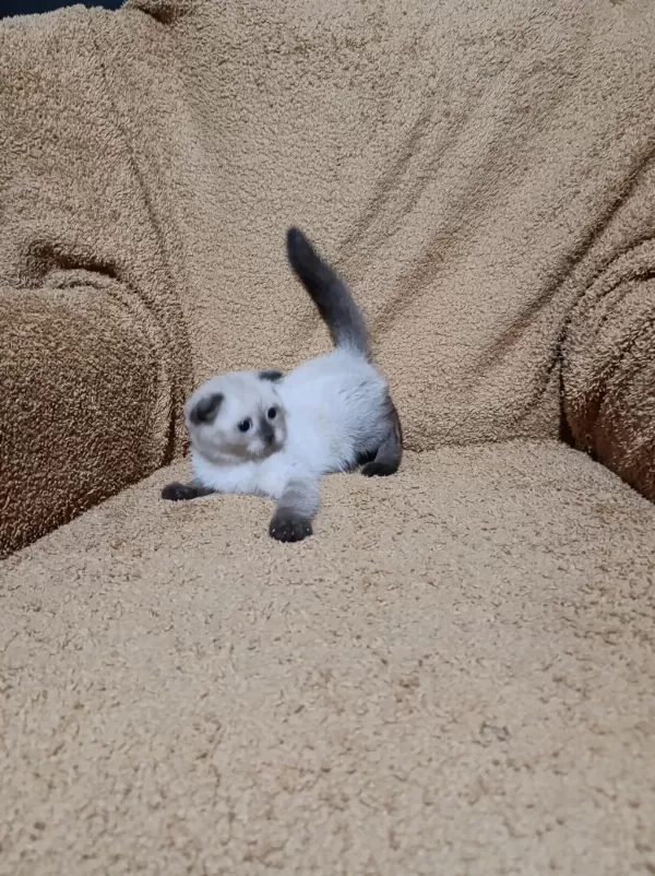 Scottish Fold Shorthair Çikolata Point