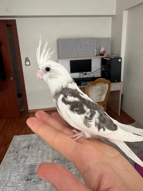 2 Aylık Fw Sultan Papağanı