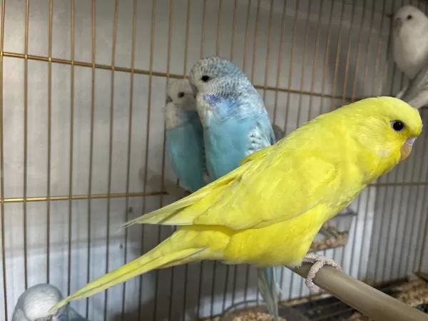 Jumbo Muhabbet Kuşu Yavruları Yeni Yeme Düşmüş