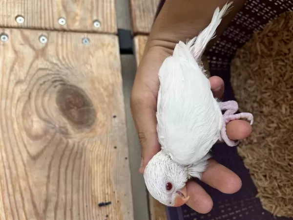 Albino Pakistan Papağanı Kırmızı Göz