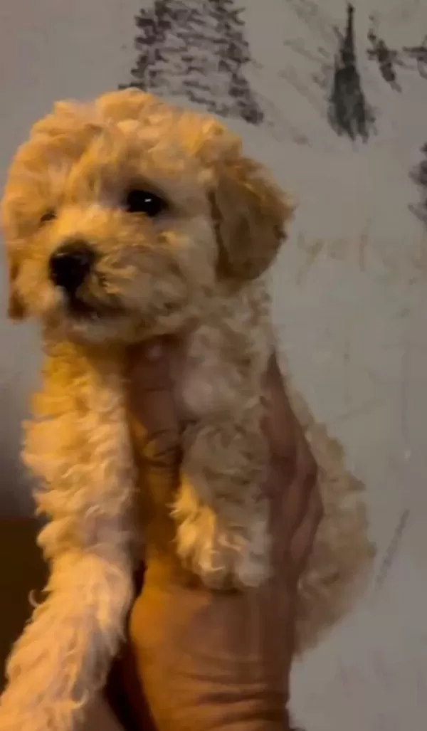 Safkan Maltipoo Yavrular İrk Sağlık Garantili