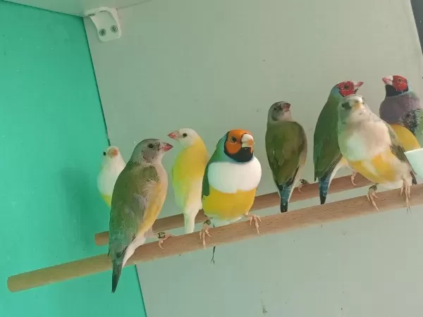 Sağlıklı Goldun Finch