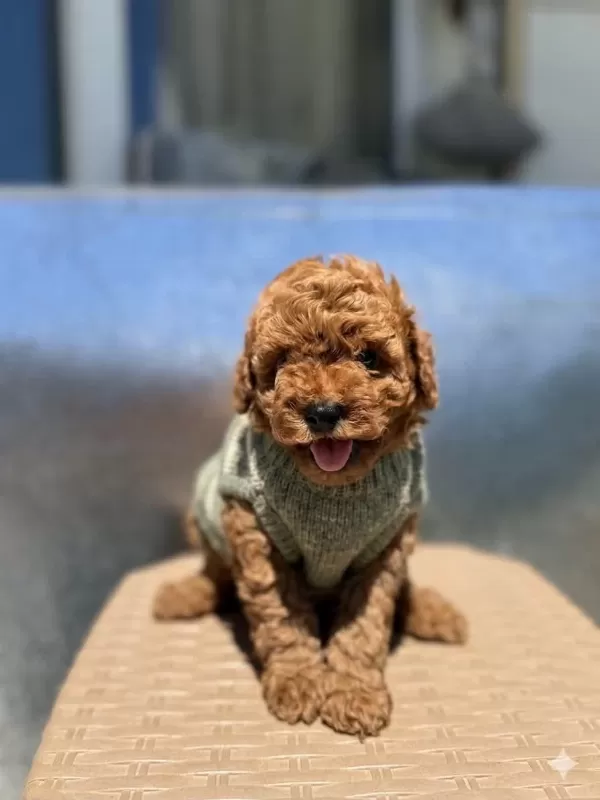 Safkan Dünya Tatlısı Red Toy Poodle Yavrular