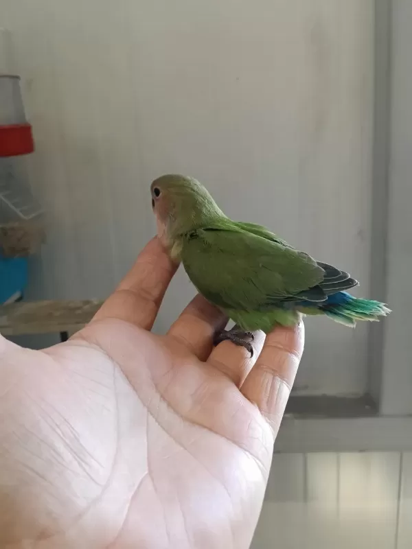 Çok Güzel Sevda Papağanlar