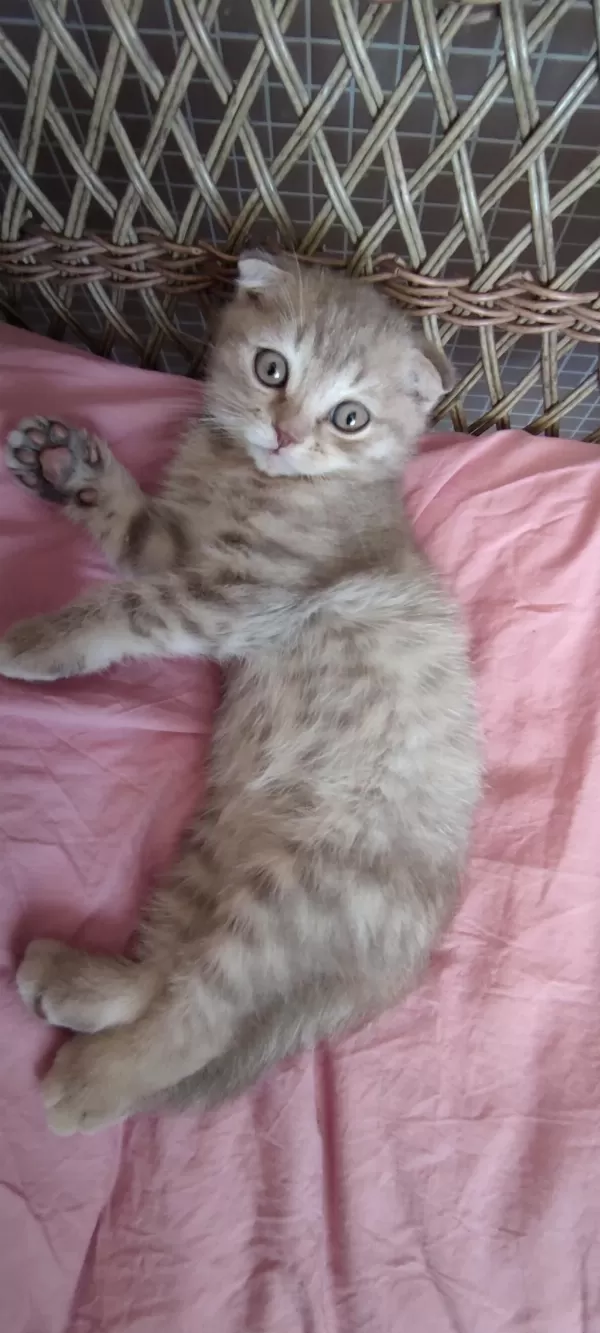 2 Aylık Scottish Fold Yavru