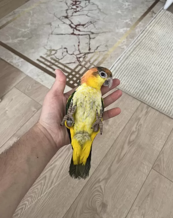 Full Evcil Yavru Caique