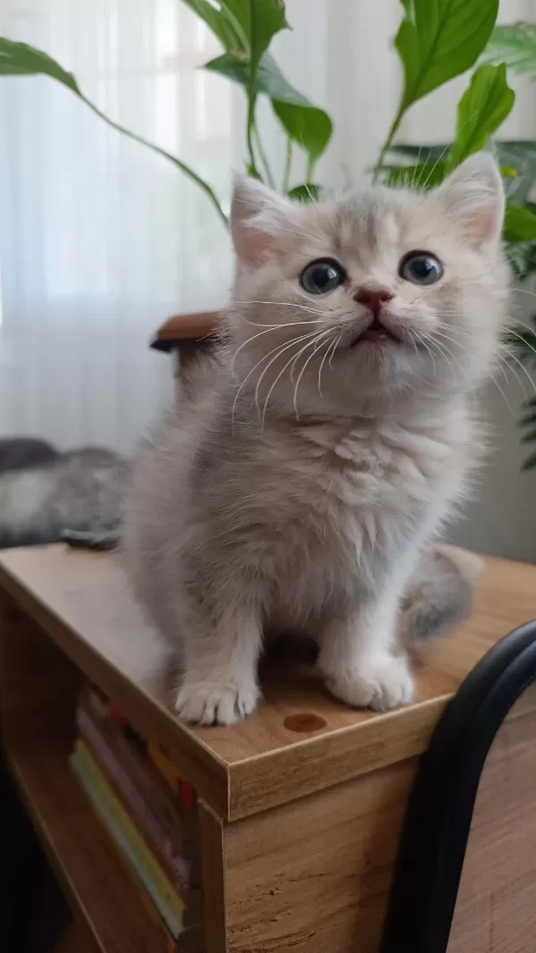British Longhair Yavrularımız