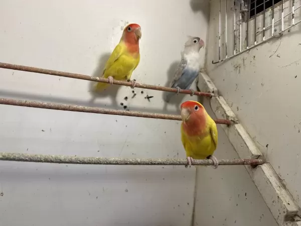 Sevda Ve Cennet Papağanlari City Petshop