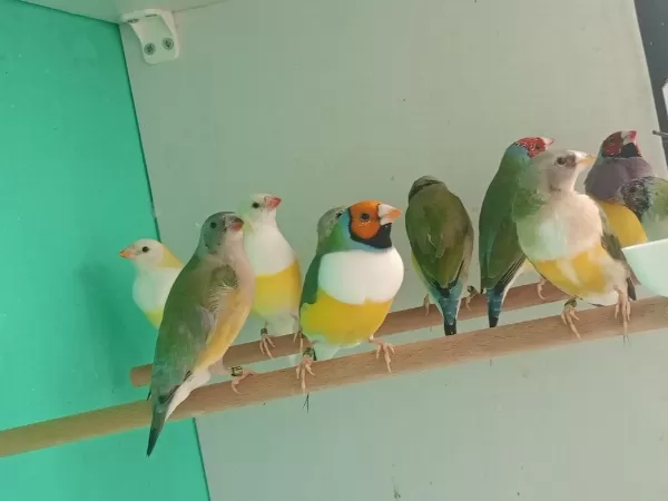 Sağlıklı Goldun Finch