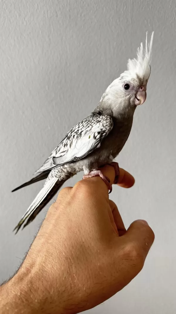 Albino Ve Wf Pearl Sultan Papağanı Yavruları