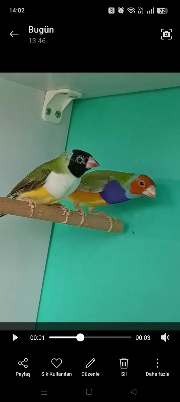 Sağlıklı Goldun Finch