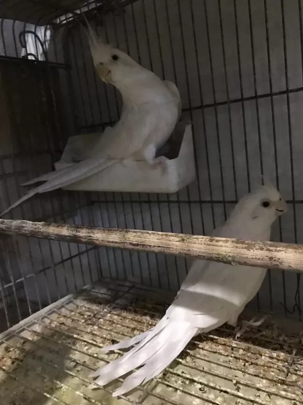 Albino Beyaz Sultan Papağanı