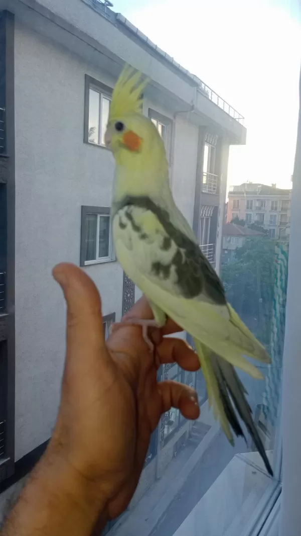Yavru Sultan Papağanı