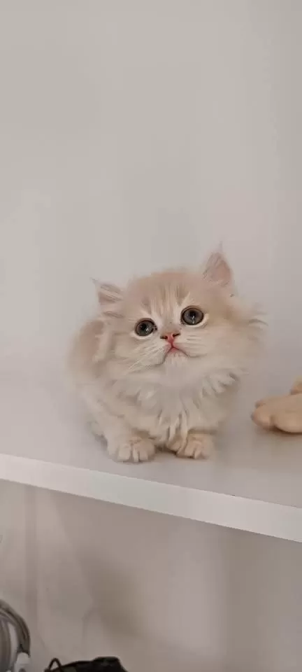Özel Renk Chocolate Golden British Longhair