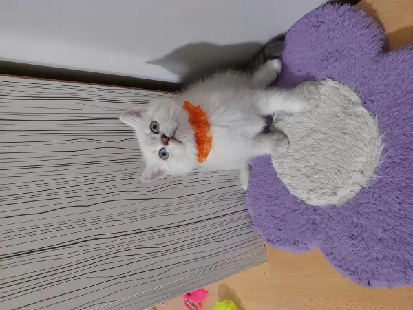 British Shorthair Prensesim Hazir