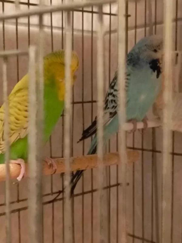 Show Jumbo Muhabbet Kuşlari