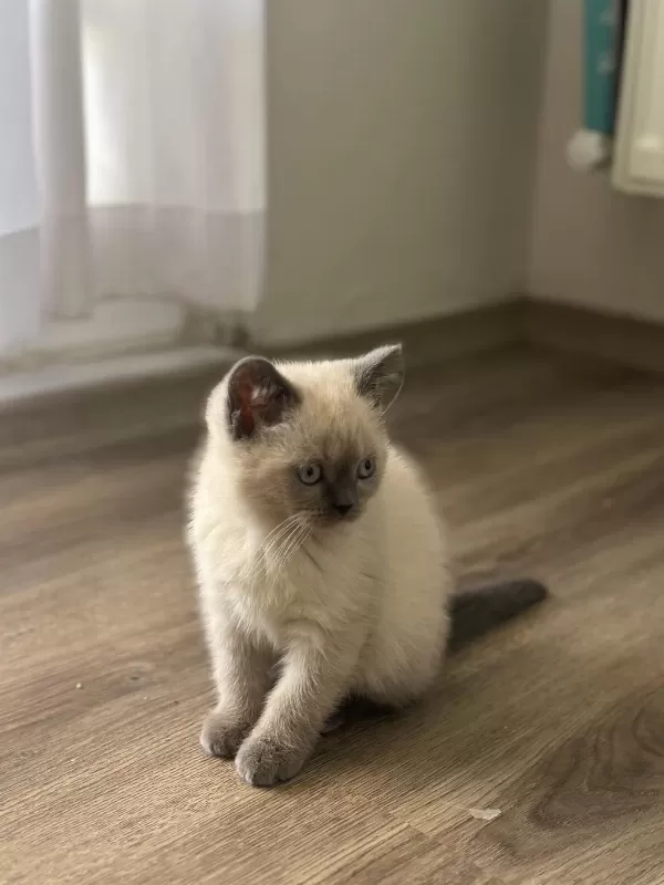 British Shorthair Blue Point Yavrularımız Yuva Arıyor