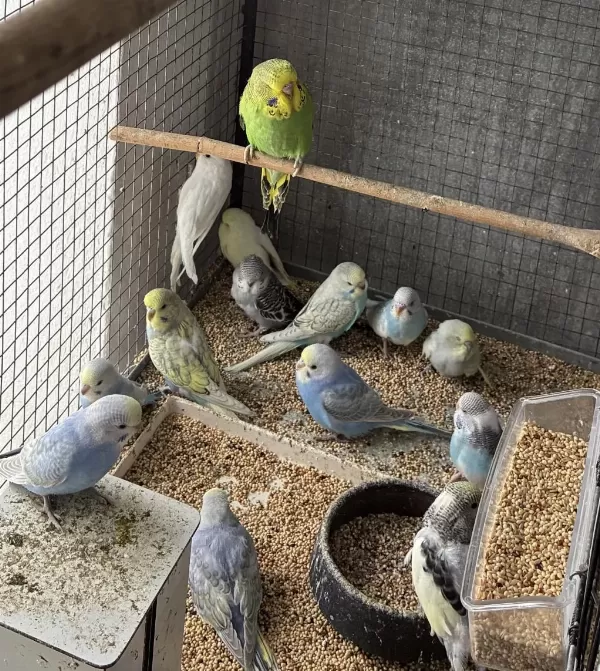 Sağlıklı Bebek Muhabbet Kuşu