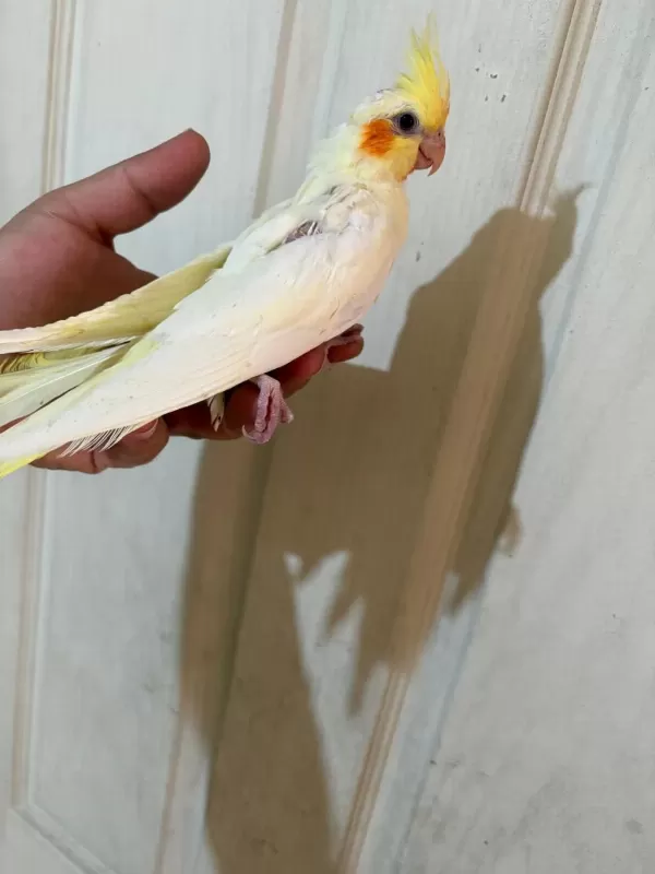 54 Günlük Ful Evcil Lutino Sultan Papağani Bebek