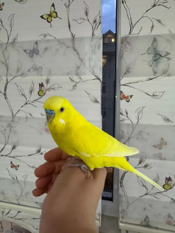 Erkek Muhabbet Kuşu 1.5 Yaş