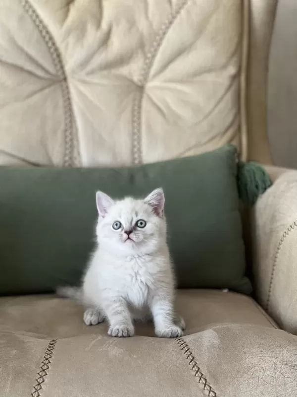 Teslime Hazır Safkan Bebeğim