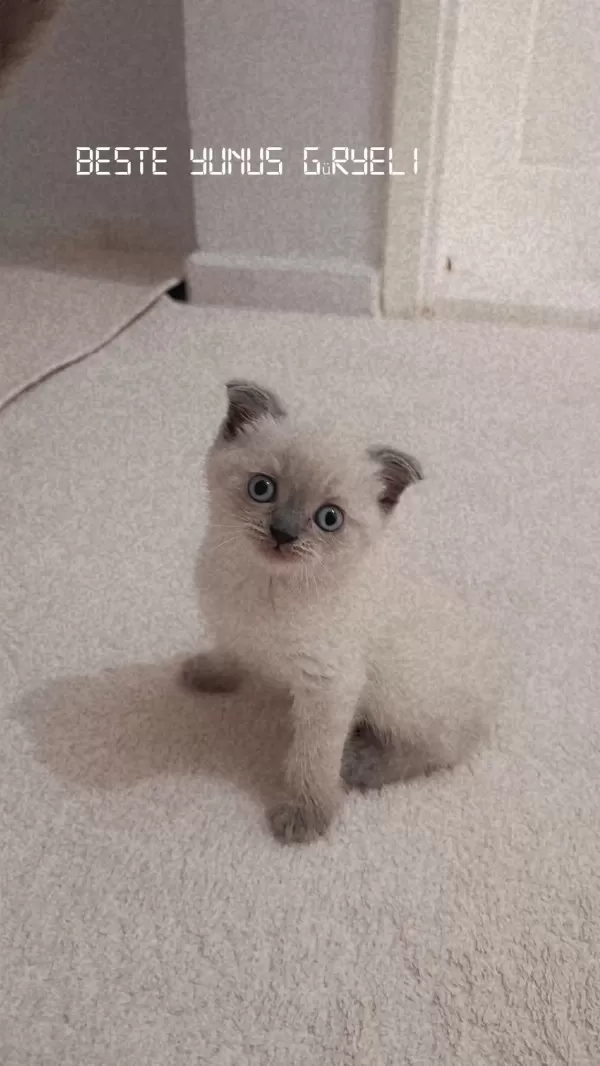 Scottish Blue Point Oyuncu Kedimiz