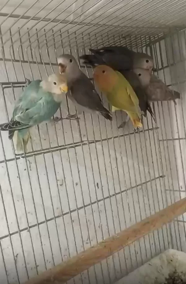 Hepsi Yavru Papağanlar Ele Alışık Kaçirilmayacak Firsat
