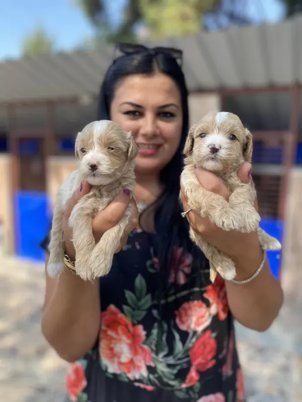 Safkan Maltipoo Yavrularım
