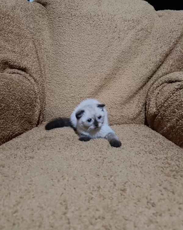 Scottish Fold Shorthair Çikolata Point