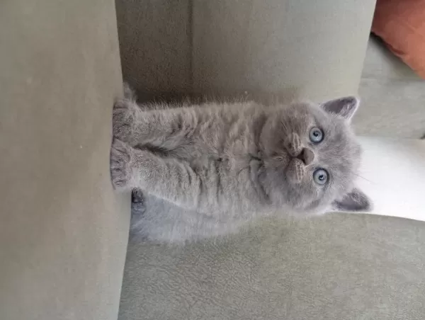 British Shorthair 2 Aylık