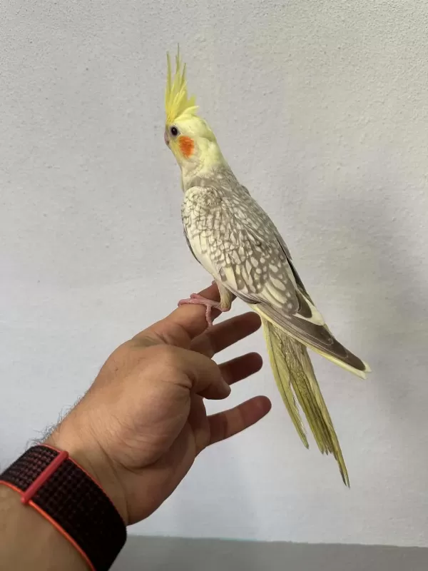 Yavru Sultan Papağanı