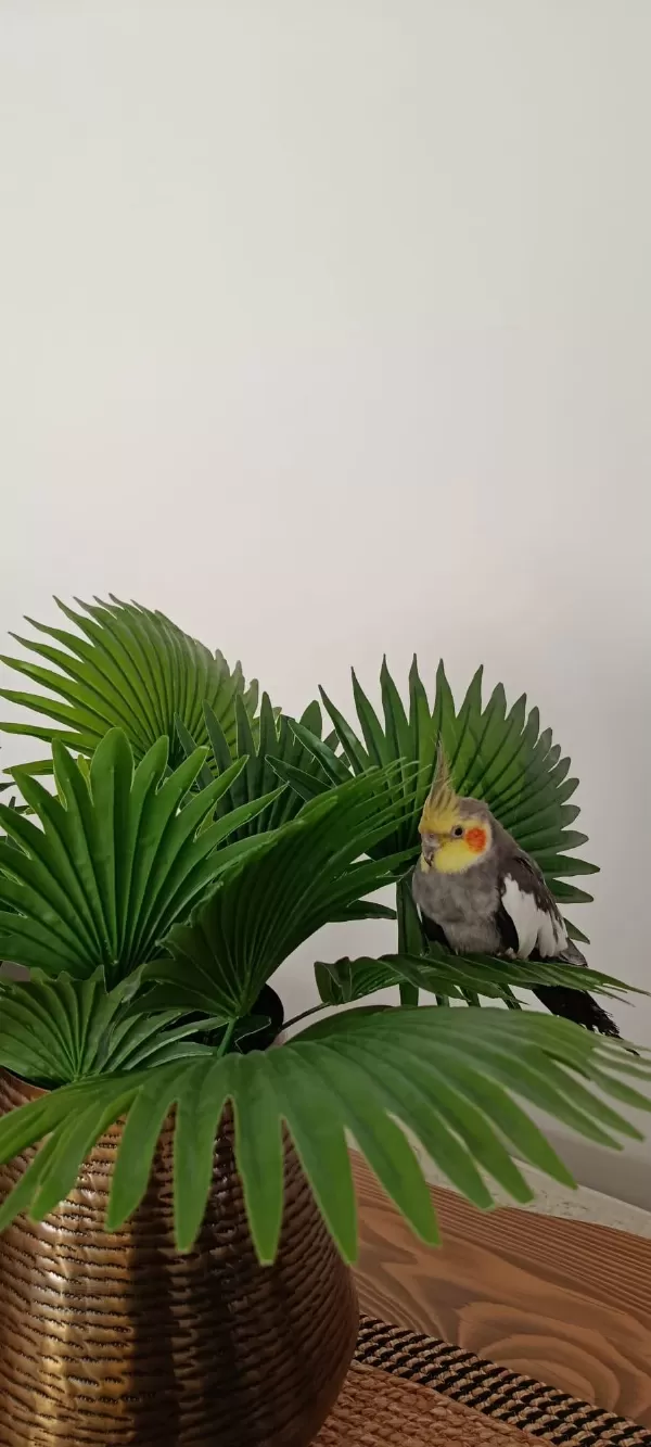 2 Aylık Şeker Gibi Sultan Papağanı Daha Bebek