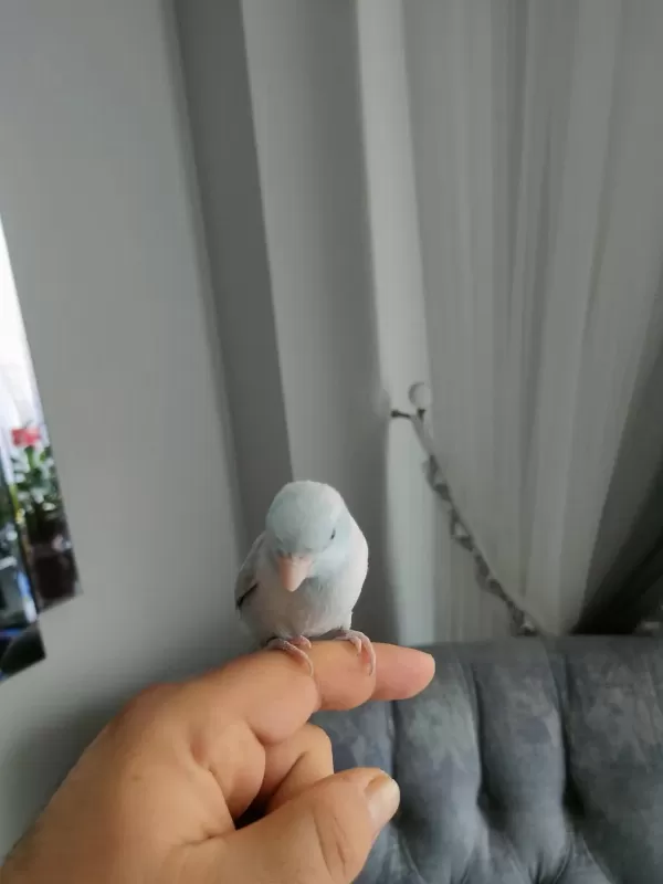 1 Yaşında Erkek Forpus Papağanı
