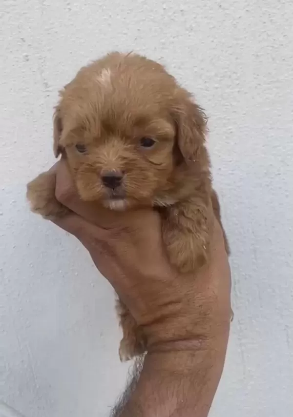 Maltipoo Kalite Yavrular İrk Sağlık Garantili