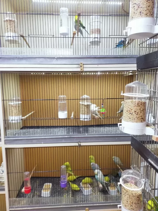 Muhabbet Kuşu Antalya Adrese Teslim