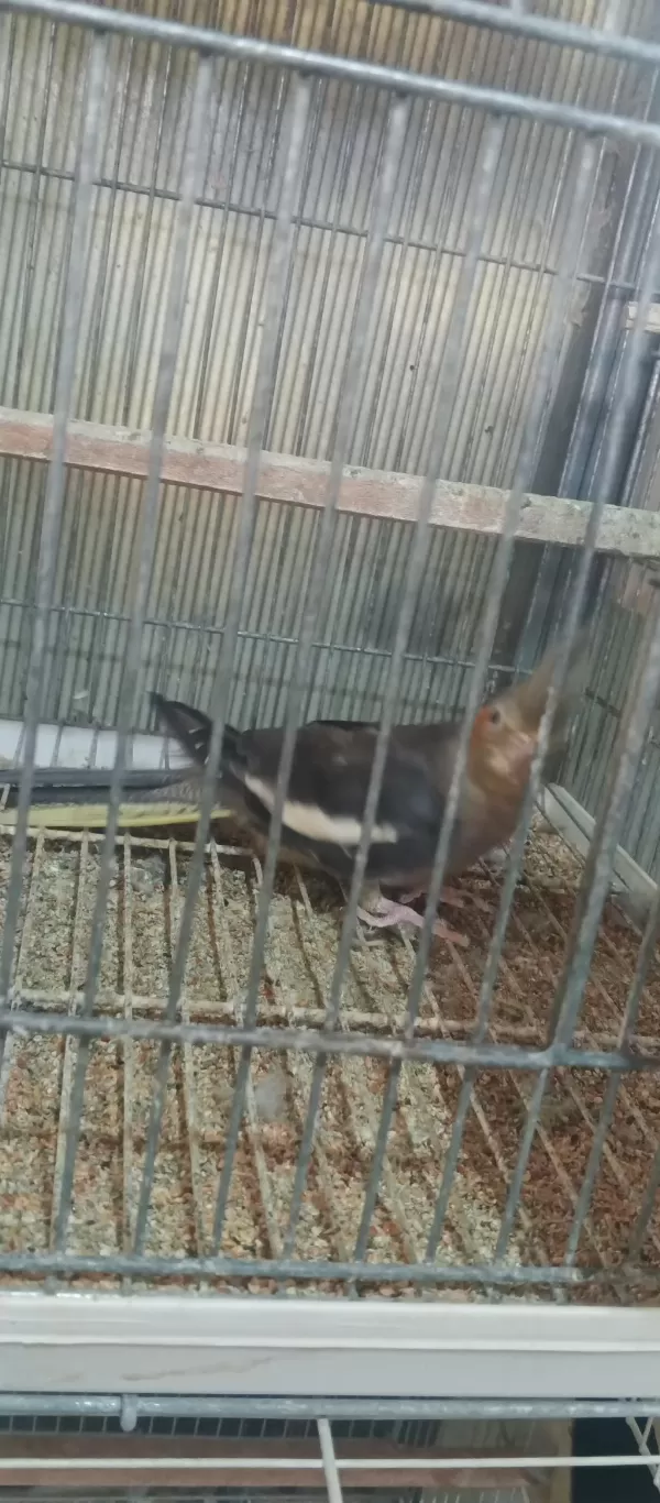 Dişi Sultan Papağanı Kızgın