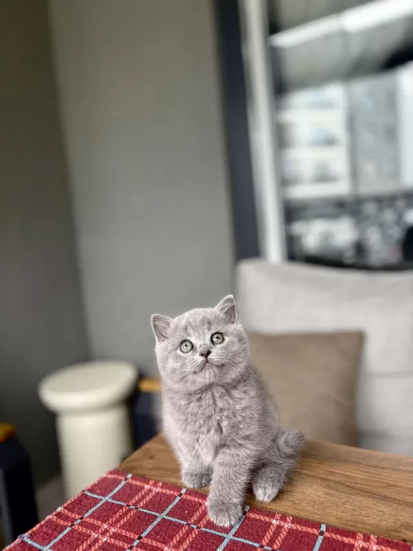 İrk Ve Sağlik Garantili British Shorthair Yavrular