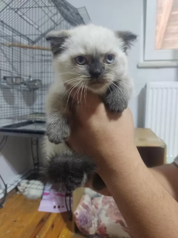 50 Günlük Scottish Fold Bebişler