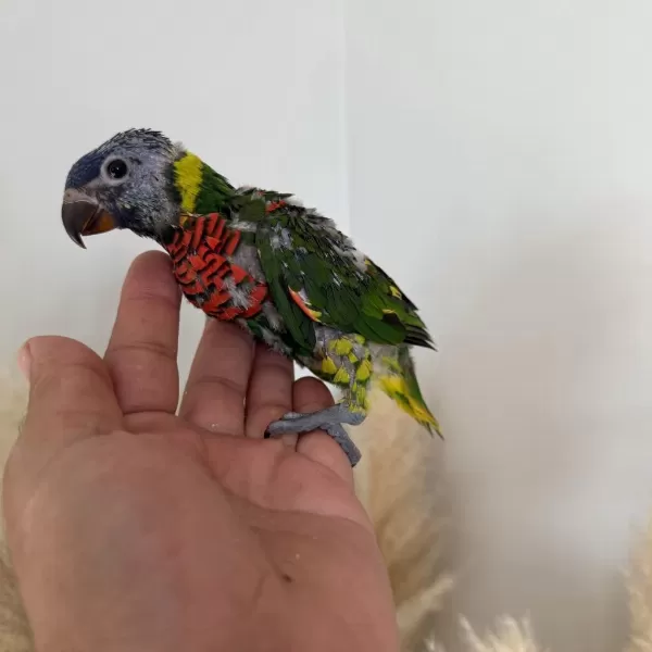 Sağlıklı Lori Papağani Yavru
