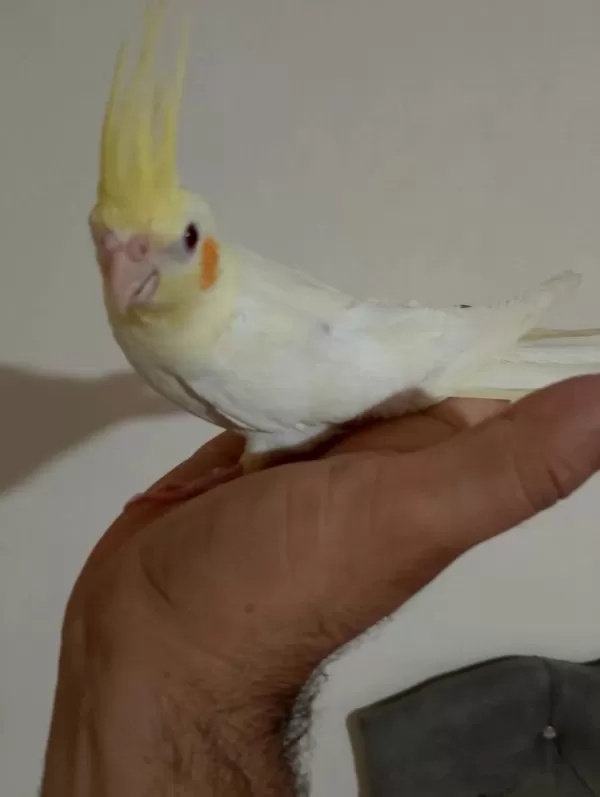 3 Aylık Sultan Papağanı Yavrular